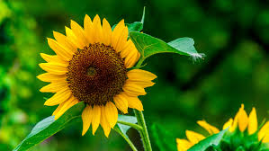 Bright yellow sunflower surrounded by greenery