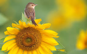 Bird sitting on a sunflower